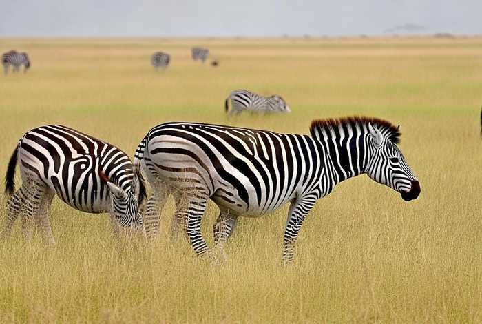 斑马的生活习惯是什么呀 - 斑马是怎么生活