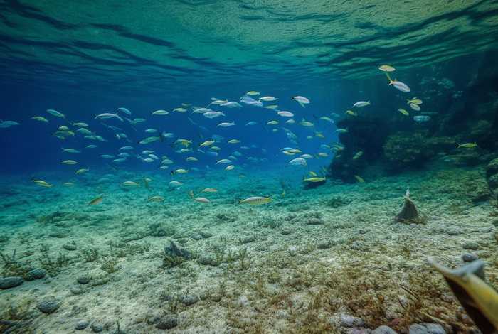 鲫鱼生活环境及运动方式，鲫鱼生活环境及运动方式图片