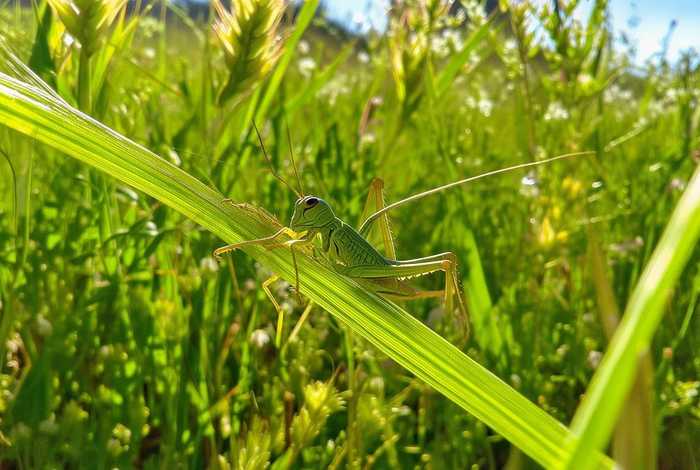 蚂蚱的生活环境是什么(蚂蚱的生活环境是什么样的) 蚂蚱的生活环境是什么(蚂蚱的生活环境是什么样的)
