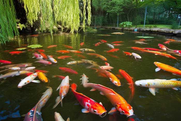 鲤鱼适合生活在哪里，鲤鱼适合生活在哪里呢