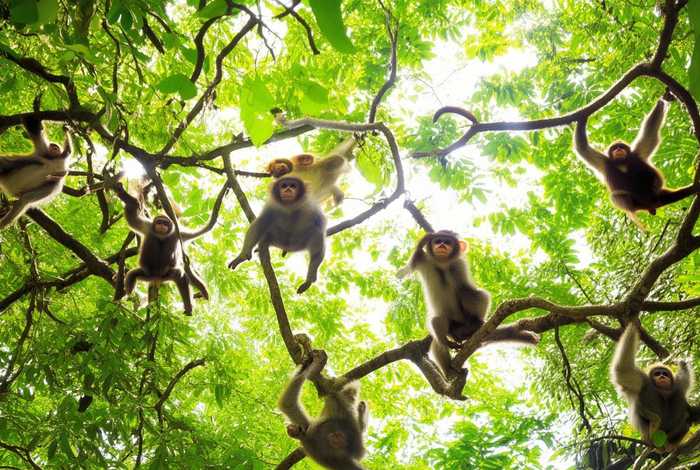 猴群生活视频 猴群生活视频在线观看 猴群生活视频 猴群生活视频在线观看