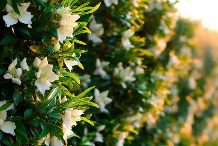 桂花的生长特点是什么、桂花的生长特点是什么？