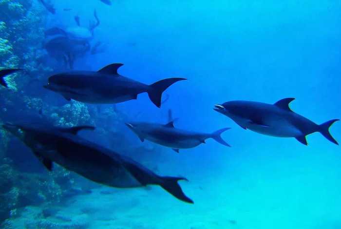 虎鲸的生活习性动画片 - 虎鲸的生活方式 虎鲸的生活习性动画片 - 虎鲸的生活方式