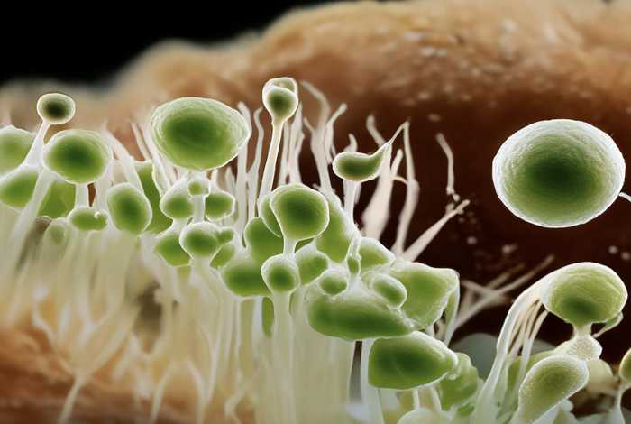 酵母菌生活史过程图；酵母菌生活史过程图片