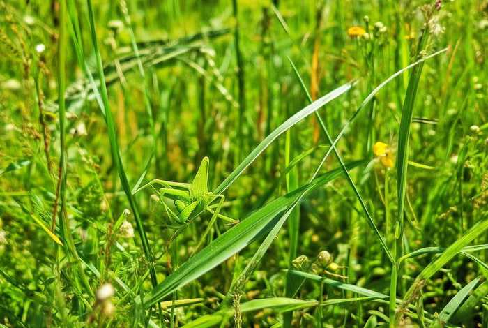 蚂蚱的生活环境及食物 - 蚂蚱的生活环境及食物有哪些 蚂蚱的生活环境及食物 - 蚂蚱的生活环境及食物有哪些
