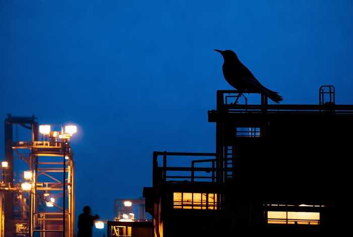 富士康的夜生活 夜莺、富士康夜班是怎么上的 富士康的夜生活 夜莺、富士康夜班是怎么上的