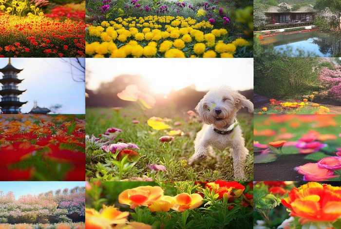 布谷的照片、布谷的图片 布谷的照片、布谷的图片