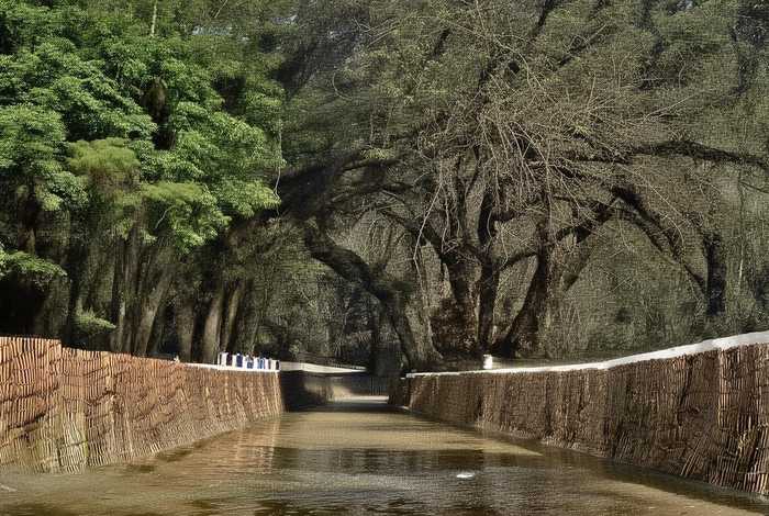 桂花的生活习性是什么；桂花的生活环境是什么样的