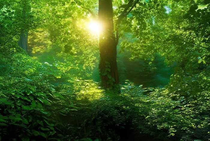 孔雀的生活范围、孔雀的生活范围有多大