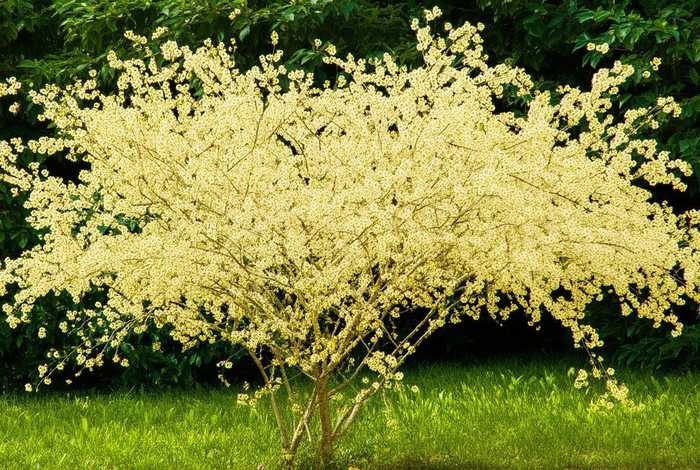 桂花的生活环境特点 - 桂花的生活环境特点有哪些 桂花的生活环境特点 - 桂花的生活环境特点有哪些
