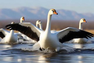 大雁生活习性、大雁的生活环境和身体特征