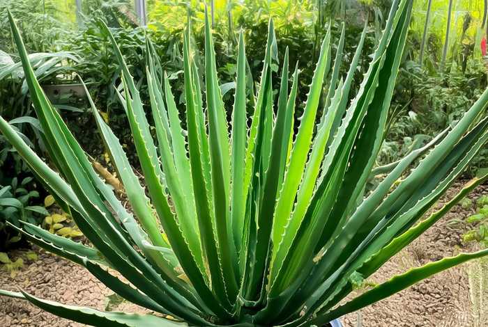芦荟的生活环境和主要作用 - 芦荟的生活环境和主要作用有哪些