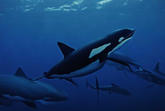 虎鲸捕食大白鲨(虎鲸捕食大白鲨有多厉害) 虎鲸捕食大白鲨(虎鲸捕食大白鲨有多厉害)