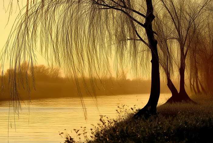 柳树的生活环境？简单回答 - 柳树的生活环境？简单回答句子