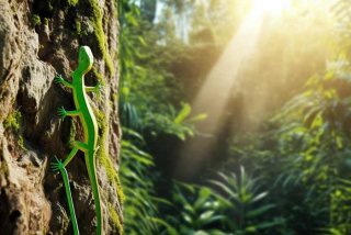 壁虎的生活习性怎么写；壁虎的生活环境是什么