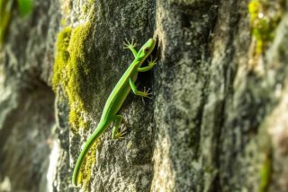 壁虎的生存环境和生活习性、壁虎生活在什么样的环境