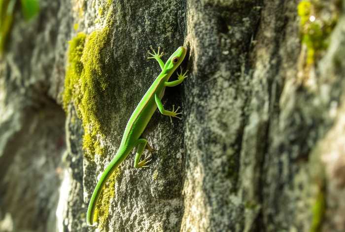 壁虎的生存环境和生活习性、壁虎生活在什么样的环境 壁虎的生存环境和生活习性、壁虎生活在什么样的环境