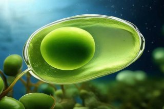 简述衣藻的生活史、衣藻的形态构造如何？简要说明其生活史