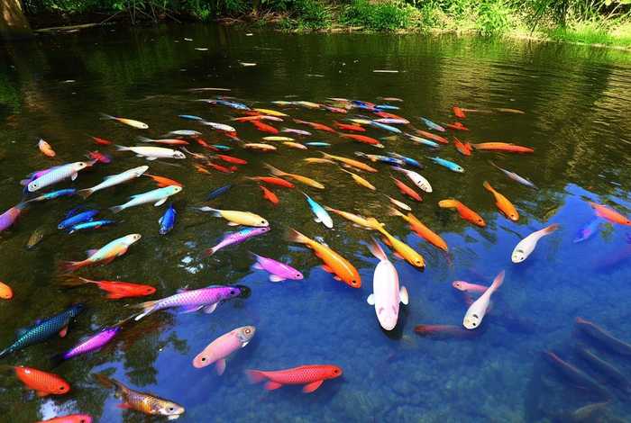 安徽野生杂鱼，安徽野生杂鱼图片