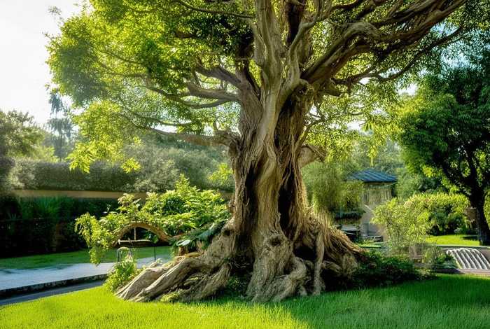 发财树的生活环境、发财树的生活环境形态结构植物高