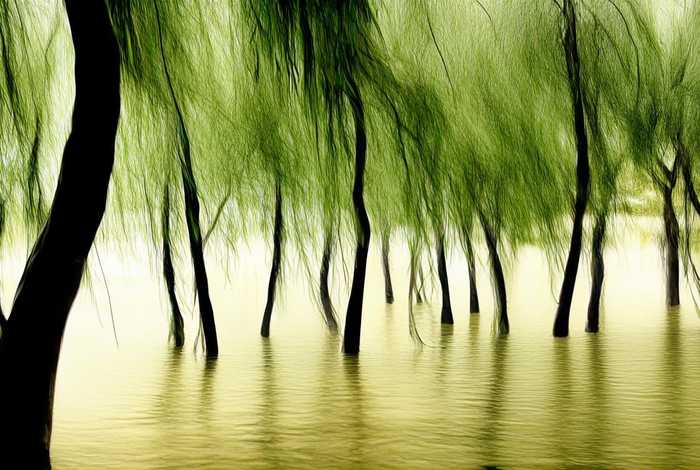 柳树的生活环境和生活习性 柳树的生活环境和主要特征