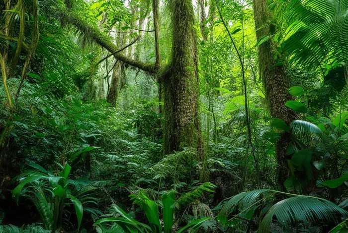 马来熊生活在哪里，马来熊生活在哪里？