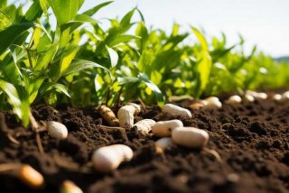 花生的习性和生活环境；花生的生活环境和过程