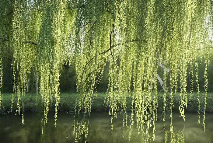 柳树生活习性的图片介绍（柳树的生活特征）