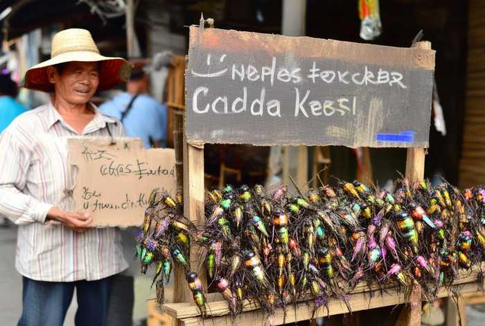 蝈蝈一只多少钱；蝈蝈多少钱一只哪里有卖的