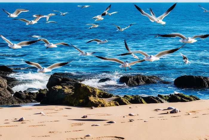 海鸥生活在哪些水域;海鸥生活在哪些水域里 海鸥生活在哪些水域;海鸥生活在哪些水域里