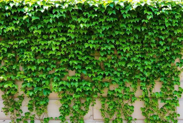 绿萝的习性特征（绿萝的特征有哪些）