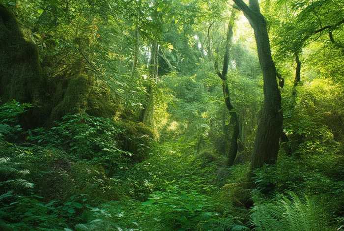 孔雀的生长环境要求 孔雀的生长环境要求是什么