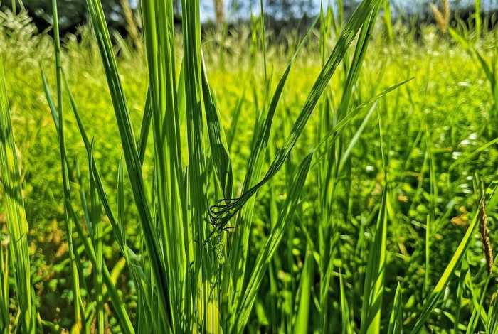 蚂蚱的生活环境图片;蚂蚱的生活环境图片大全 蚂蚱的生活环境图片;蚂蚱的生活环境图片大全