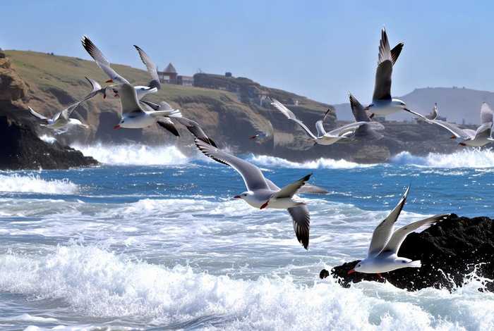 海鸥生活在哪儿;海鸥主要生活在哪 海鸥生活在哪儿;海鸥主要生活在哪