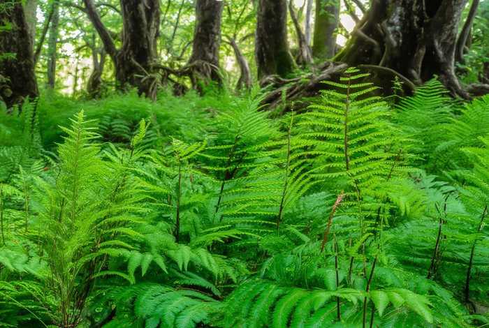 蕨类植物生活环境图片 蕨类植物生活环境图片大全 蕨类植物生活环境图片 蕨类植物生活环境图片大全