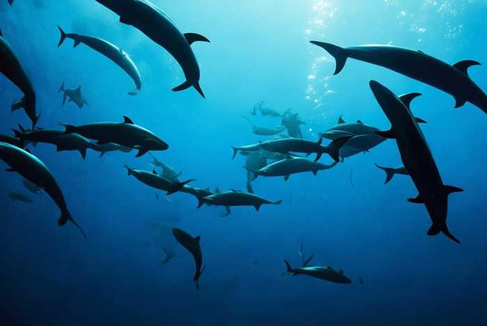 虎鲸的习性和日常作息 虎鲸的特性 虎鲸的习性和日常作息 虎鲸的特性