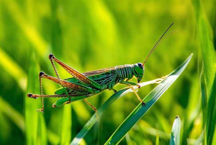 蚂蚱的生活环境和主要特征(蚂蚱的生活环境和主要特征是什么) 蚂蚱的生活环境和主要特征(蚂蚱的生活环境和主要特征是什么)
