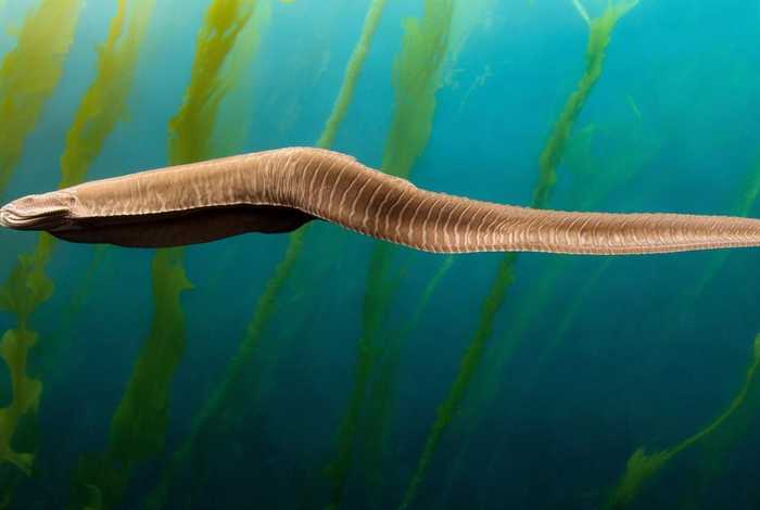 海参的生活方法活动特点 - 海参的活动方法或特点