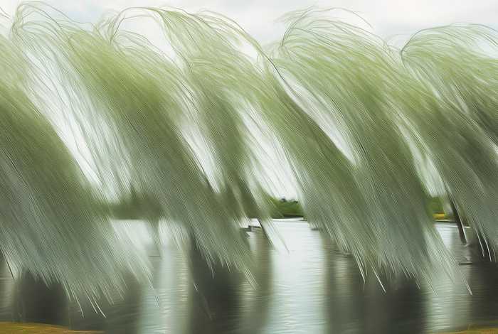 柳树的生活环境和形态特征 - 柳树的生活环境和形态特征有哪些 柳树的生活环境和形态特征 - 柳树的生活环境和形态特征有哪些