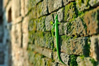 壁虎在哪生存（壁虎生存在哪个地方）