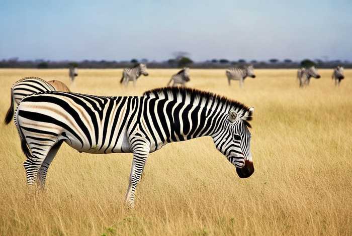 斑马的形态特征和生活环境,斑马的形态特征和生活环境特征 斑马的形态特征和生活环境,斑马的形态特征和生活环境特征