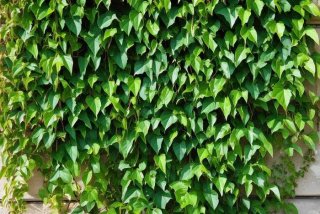 绿萝的习性特征（绿萝的特征有哪些）