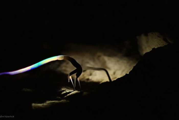 生活在地底下的动物有尾巴；生活在地底下的动物有尾巴吗