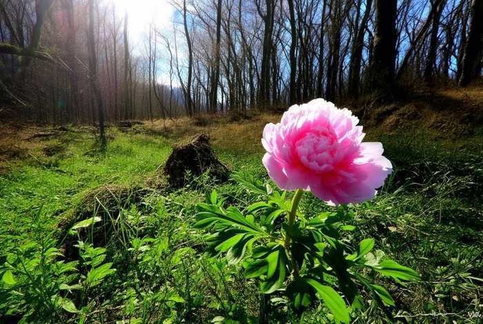 陕西野生探春花（探春花怎样打）