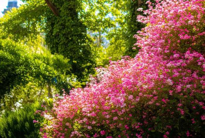 民间生活小说海棠花开,民间故事海棠姑娘 民间生活小说海棠花开,民间故事海棠姑娘