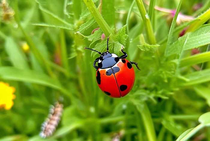 七星瓢虫的生活习性简单介绍、七星瓢虫的生活特性