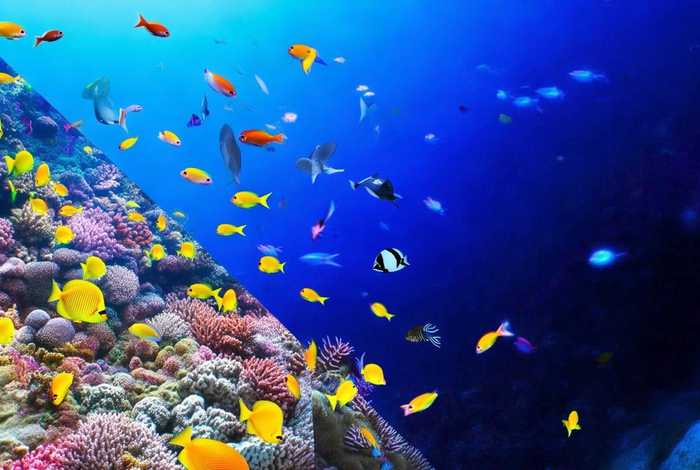 热带鱼生活在深海还是浅海（热带鱼生活在深海还是浅海里）