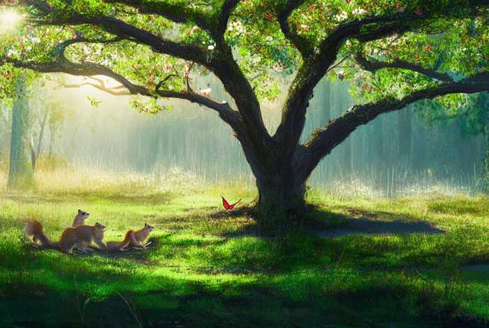 枇杷树下生活习性、枇杷树生活在什么环境