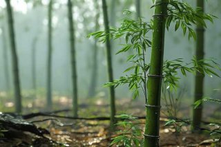 末世之平淡生活白色竹子小说（末世之平淡生活白色竹子小说免费阅读）