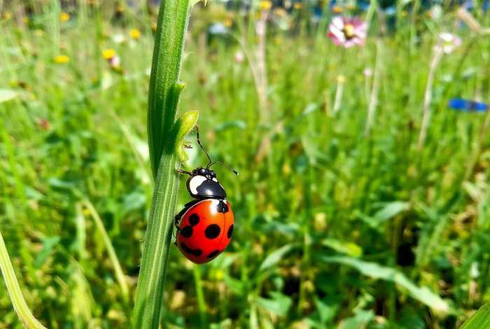 七星瓢虫的生活习性是什么；七星瓢虫的生活特点是什么